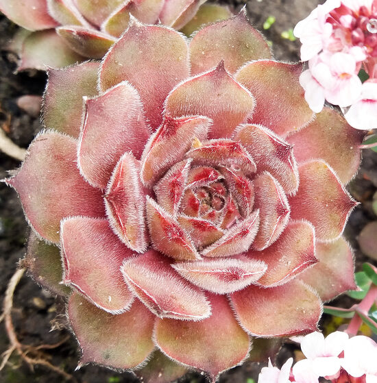 Šilropė (Sempervivum) 'Aquila'